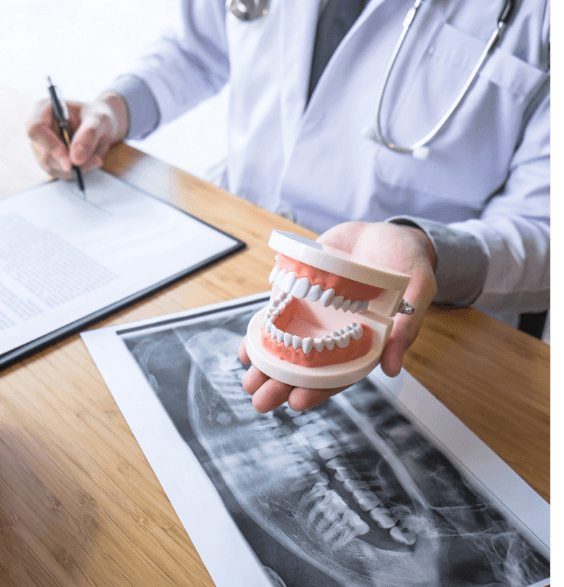 A doctor holds a dental model of a tooth, illustrating a key concept in dentistry.